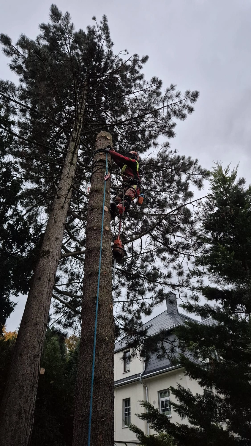 Baumpflege Schubert - Baumpflege - Baumfällung