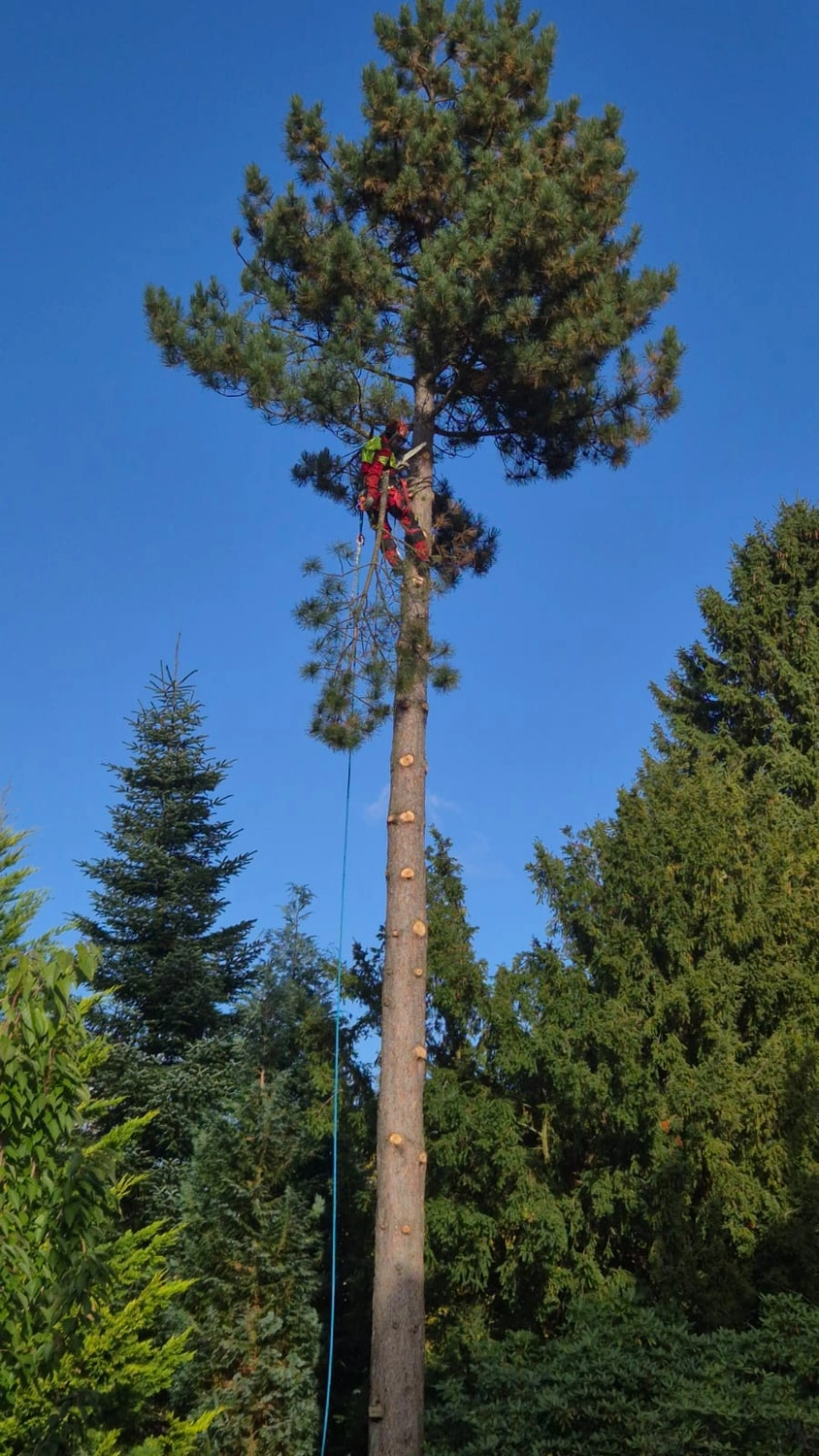 Baumpflege Schubert - Baumpflege - Baumfällung