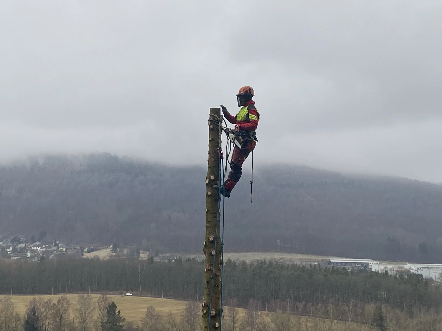 Baumpflege Schubert - Baumpflege - Baumfällung