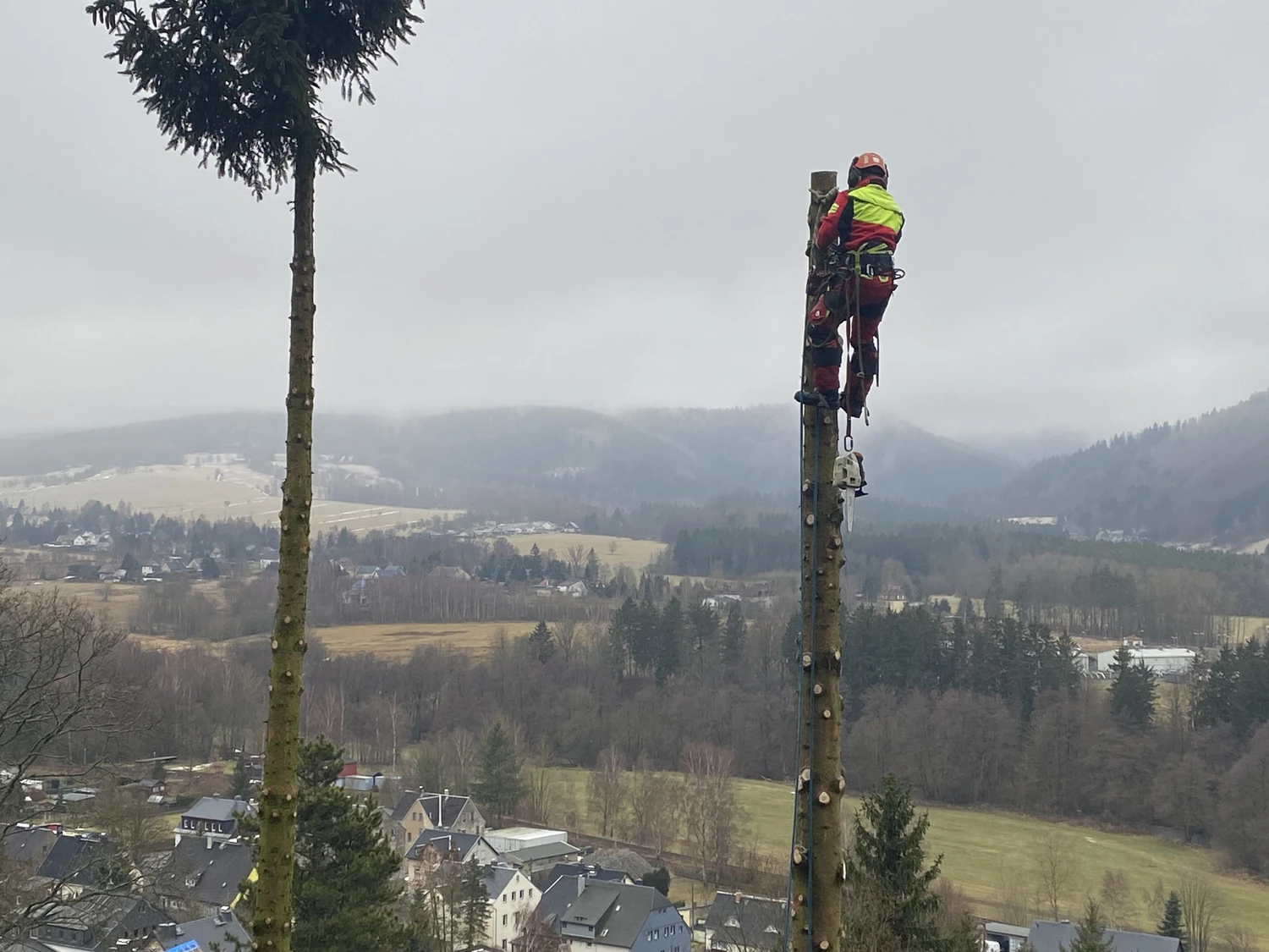 Baumpflege Schubert - Baumpflege - Baumfällung