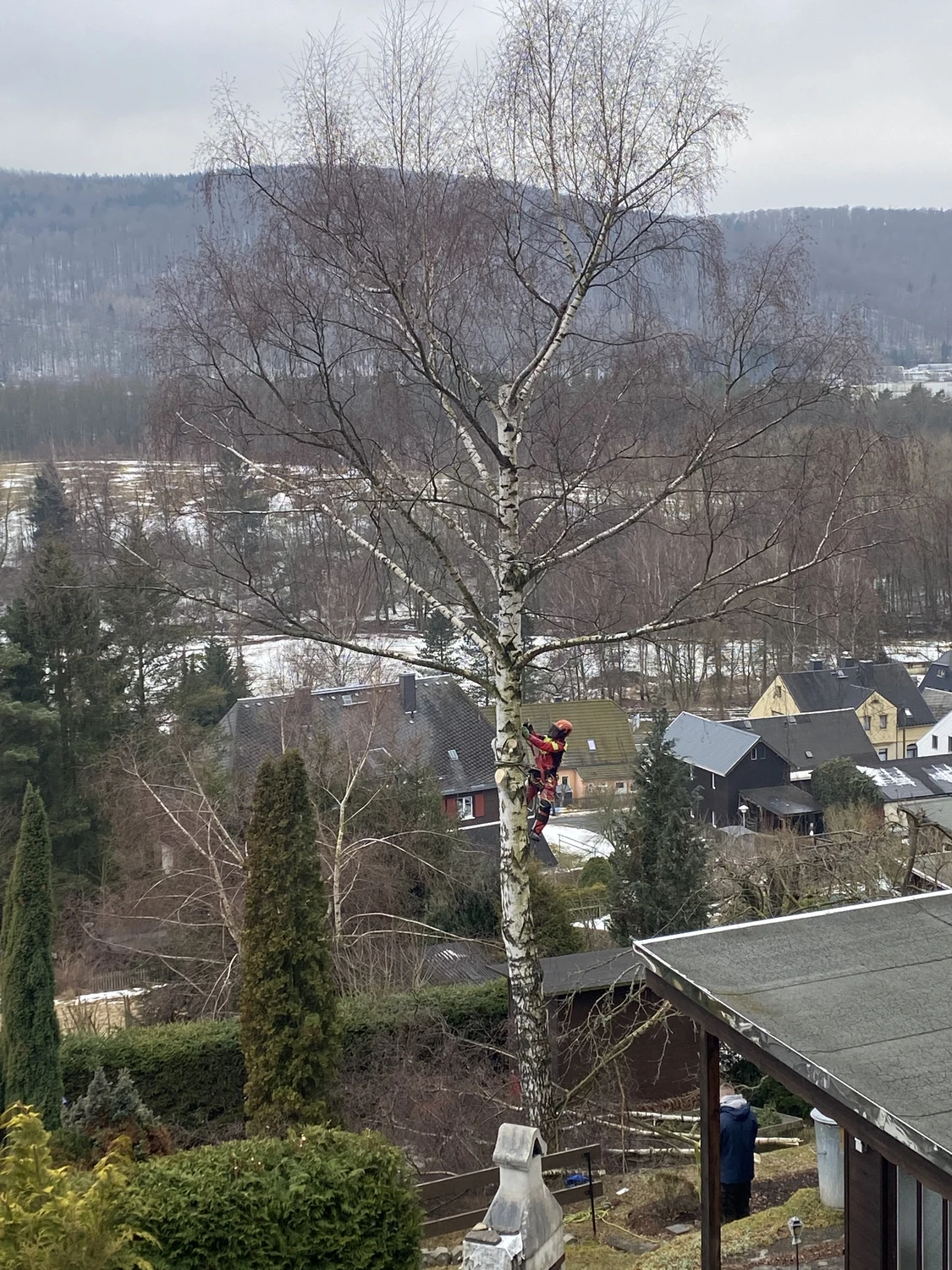 Baumpflege Schubert - Baumpflege - Baumfällung