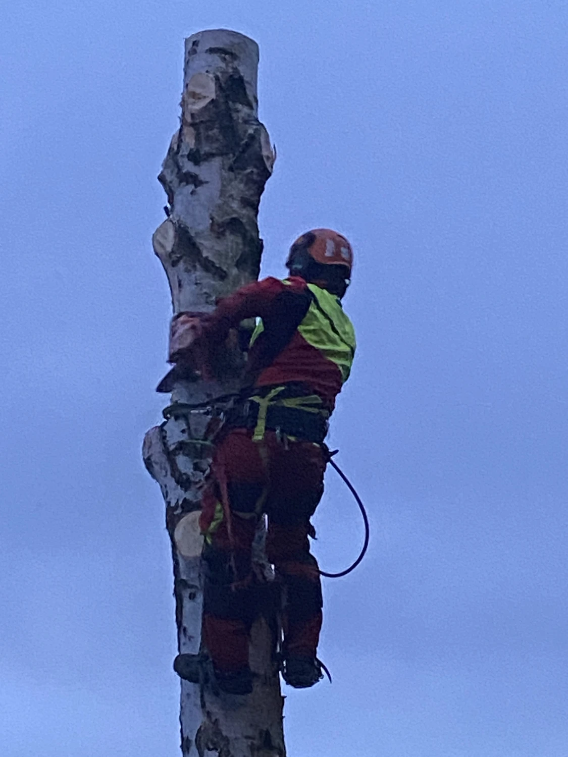 Baumpflege Schubert - Baumpflege - Baumfällung