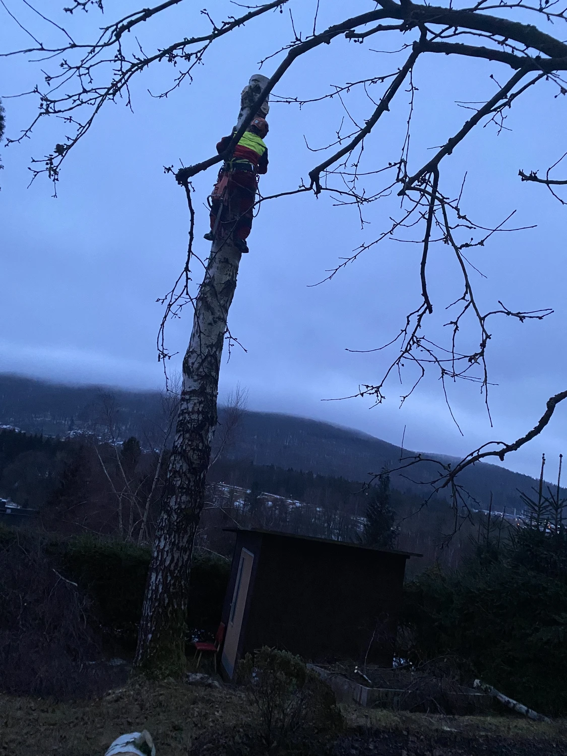 Baumpflege Schubert - Baumpflege - Baumfällung