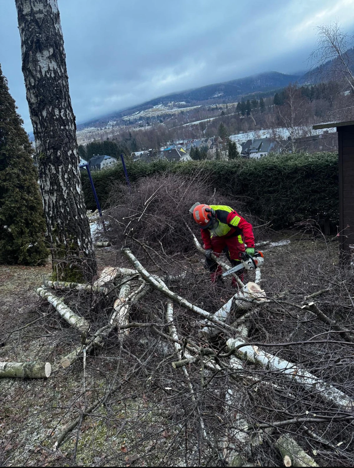 Baumpflege Schubert - Baumpflege - Baumfällung