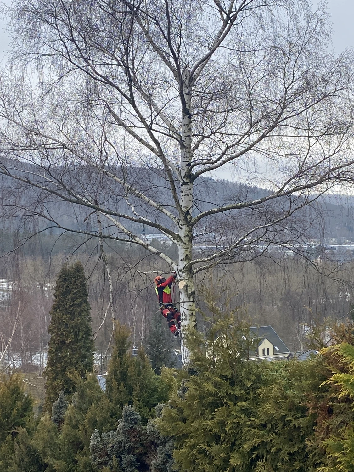 Baumpflege Schubert - Baumpflege - Arbeiter auf Baum