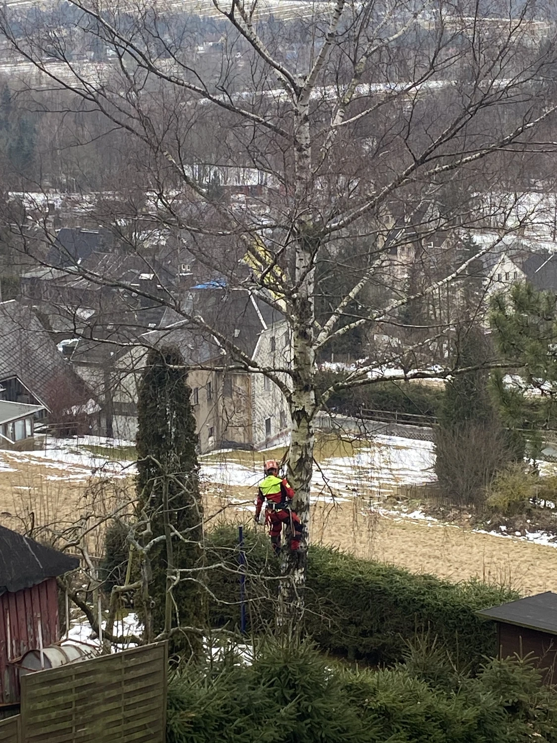 Baumpflege Schubert - Baumpflege - Baumfällung