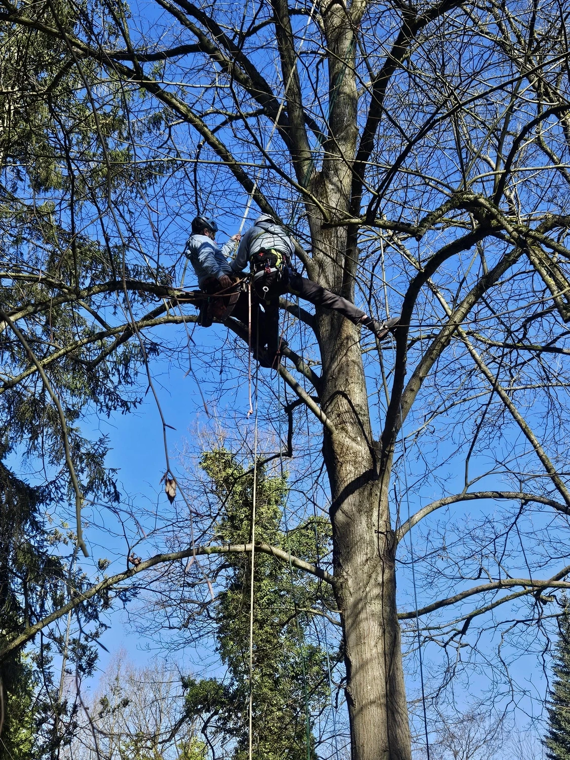 Baumpflege Schubert - Baumpflege - Baumfällung